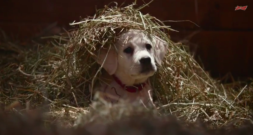 2015 Budweiser Super Bowl Commercial “Lost Dog”